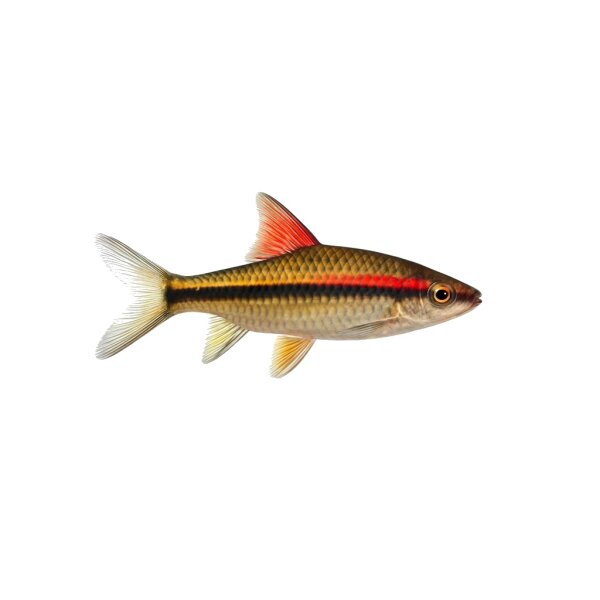 FISCH Zierfisch Eilandbarbe DNZ L