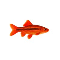 FISCH Zierfisch Prachtbarbe Rot DNZ XL-Jumbo (paarig)