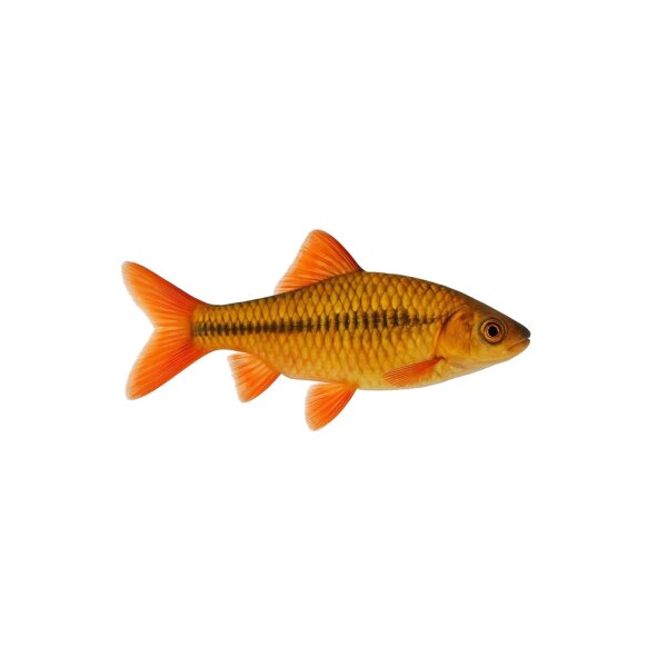 FISCH Zierfisch Gold-Prachtbarbe DNZ ML