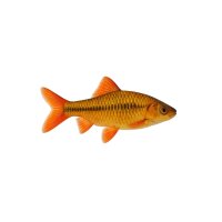 FISCH Zierfisch Gold-Prachtbarbe DNZ ML