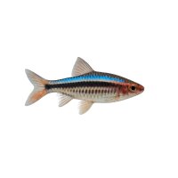 FISCH Zierfisch Angola-/Blaustrichbarbe INZ L
