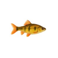 FISCH Zierfisch Messingbarbe L (Barbus semifasciolatus)