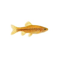 FISCH Zierfisch Brokatbarbe DNZ M