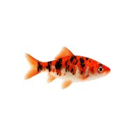 FISCH Zierfisch Koi-Brokatbarbe DNZ L
