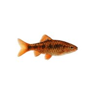 FISCH Zierfisch Brokatbarbe DNZ ML-L