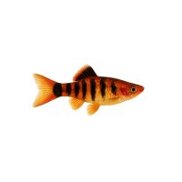 FISCH Zierfisch Scherenbärbling XL