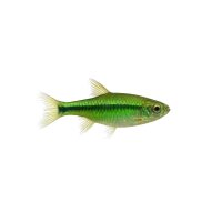 FISCH Zierfisch Smaragd-Zwergrasbora NZ L