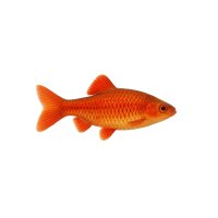 FISCH Zierfisch Rubinbarbe/Odessabarbe DNZ ML