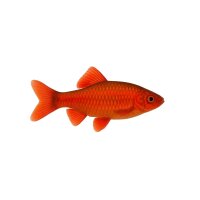 FISCH Zierfisch Rubin-/Odessabarbe DNZ XL