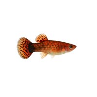 FISCH Zierfisch Nacktlaube M