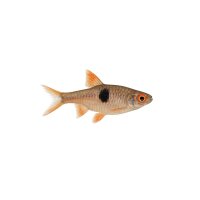 FISCH Zierfisch Leuchtaugen-Rasbora M (Rasbora...