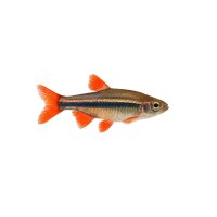 FISCH Zierfisch Rotflossen-Zwergbärbling XL