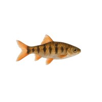 FISCH Zierfisch Malabarbärbling 4-5