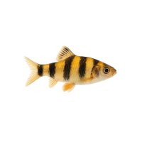FISCH Zierfisch Apollo-Hechtbärbling 8-10
