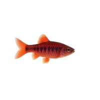 FISCH Zierfisch Purpur-Schlankbarbe 4-6