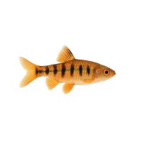 FISCH Zierfisch Schönflossenbärbling L-XL (R....