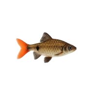 FISCH Zierfisch Rotschwanz-Bärbling Wild L