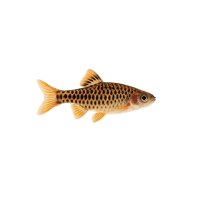 FISCH Zierfisch Netzbärbling WF. Rare L