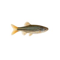 FISCH Zierfisch Devario-Bärbling WF. L