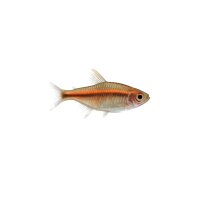 FISCH Zierfisch Glühlichtbärbling ML