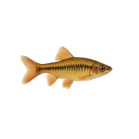 FISCH Zierfisch Chela dadyburjori DNZ ML