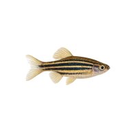 FISCH Zierfisch Querstreifen-Zwergbärbling XL