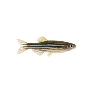 FISCH Zierfisch Zebrabärbling DNZ M