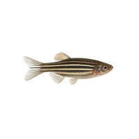 FISCH Zierfisch Zebrabärbling DNZ L