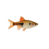 FISCH Zierfisch Keilfleckbärbling DNZ ML