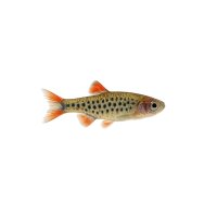 FISCH Zierfisch Keilfleckbärbling DNZ L