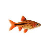 FISCH Zierfisch Zwergbärbling L (B. maculatus)