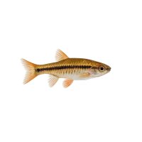 FISCH Zierfisch Moskitobärbling M