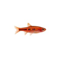 FISCH Zierfisch Goldfleck-Zwergbärbling ML-L...