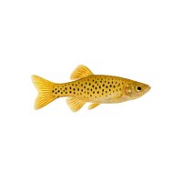 FISCH Zierfisch Keilfleckbärbling Gold DNZ L-XL