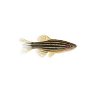 FISCH Zierfisch Schleier-Zebrabärbling M