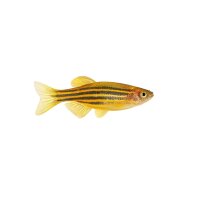 FISCH Zierfisch Gold-Zebrabärbling DNZ L-XL