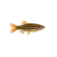 FISCH Zierfisch Schleier-Zebrabärbling DNZ L