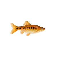 FISCH Zierfisch Hengels Keilfleckbärbling L-XL