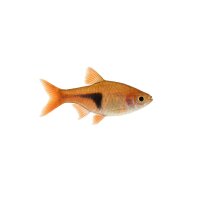 FISCH Zierfisch Purpur-Keilfleckbärbling M...