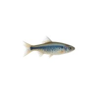 FISCH Zierfisch Blaustrich-Keilfleckbärbling M