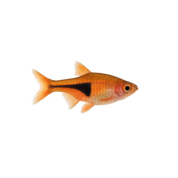 FISCH Zierfisch Purpur-Keilfleckbärbling DNZ L (Trigonostigma espei)
