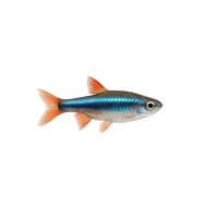 FISCH Zierfisch Axelrods Rasbora Blue L