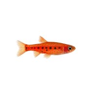 FISCH Zierfisch Erdbeerbärbling M (Boraras naevus)