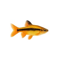 FISCH Zierfisch Kyathit-Bärbling L