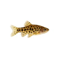FISCH Zierfisch Leopardenbärbling DNZ M