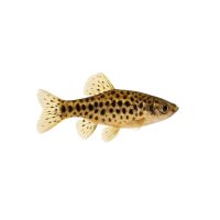 FISCH Zierfisch Schleier-Leopardenbärbling L-XL