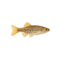FISCH Zierfisch Perlhuhnbärbling INZ M