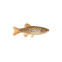 FISCH Zierfisch Perlhuhnbärbling DNZ L