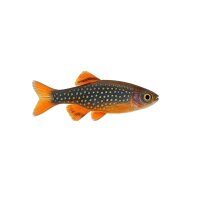 FISCH Zierfisch Celestichthys margaritatus DNZ XL