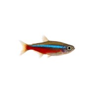 FISCH Zierfisch Kardinalfisch DNZ ML